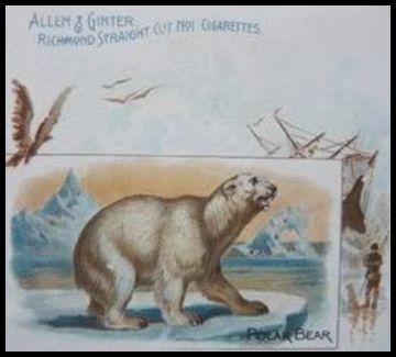 39 Polar Bear